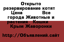 Открыто резервирование котят › Цена ­ 15 000 - Все города Животные и растения » Кошки   . Крым,Жаворонки